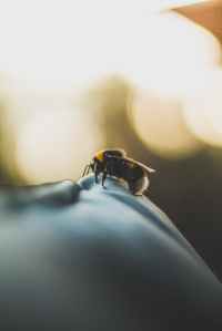 macro photography of bee