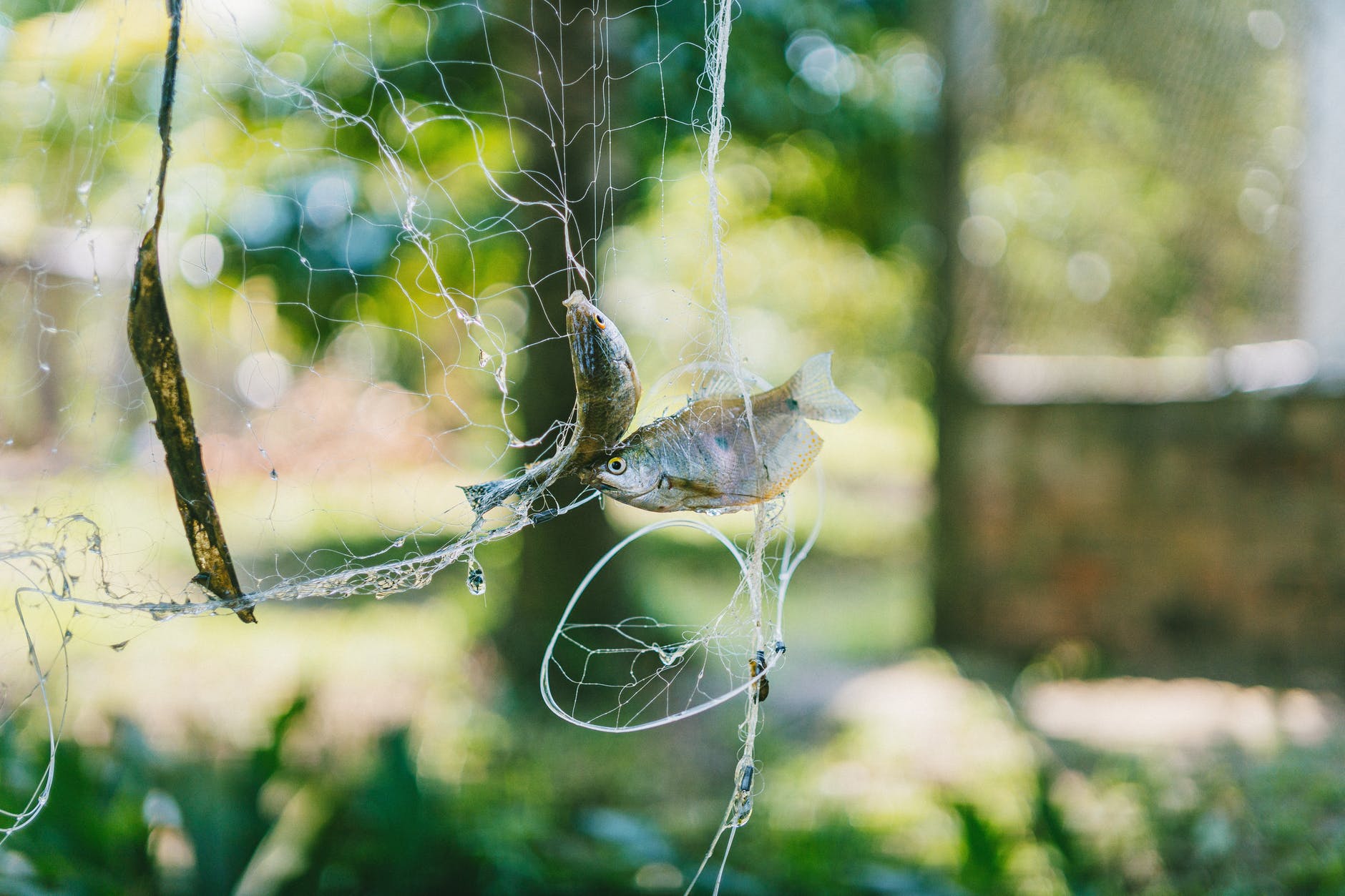 selective focus photography of two fish on white net