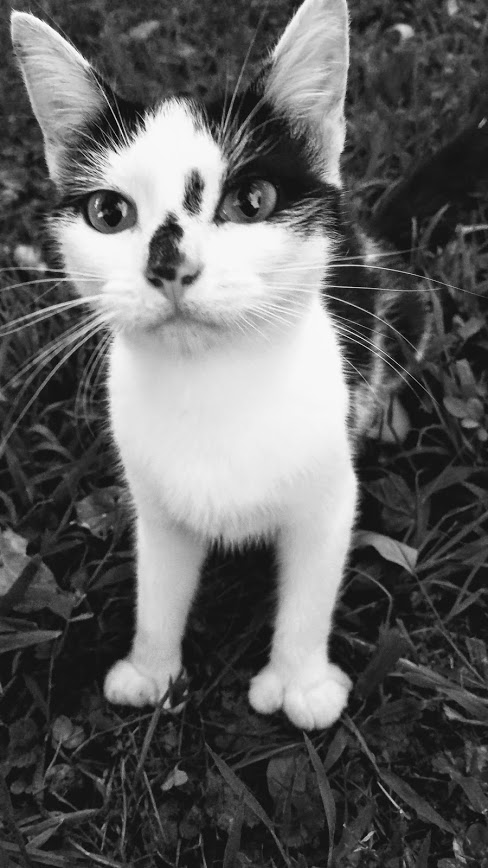 20180908_194129-EFFECTS