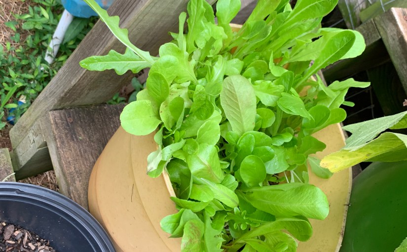 Pampered Chef Link&nbsp;Share