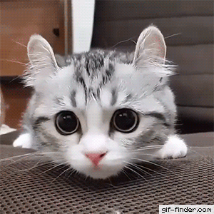 Signs Of Fleas, On Your&nbsp;Pets