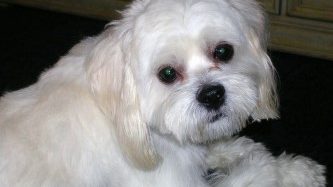 Pet Owner~ What Certain Dog Behaviors&nbsp;Mean