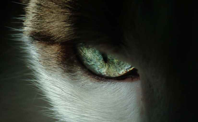 close up photo of cat s eye