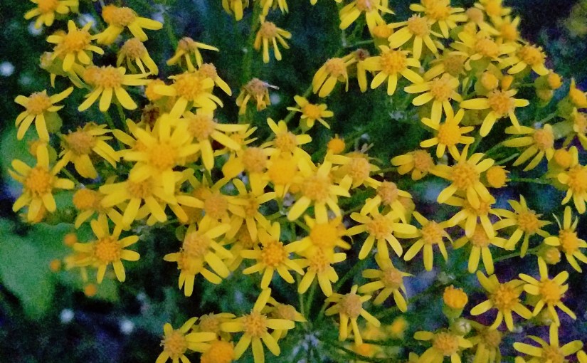 Word of the&nbsp;Week