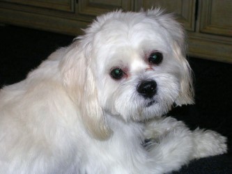 Thanksgiving Foods That Are Not Good For&nbsp;Pets