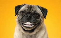 Anti-Inflammatory Foods