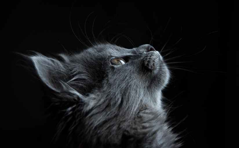 Meditation For The New&nbsp;Year