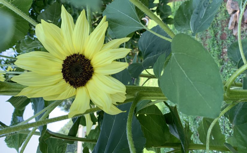 Most Dangerous Plants~ In your own&nbsp;yard