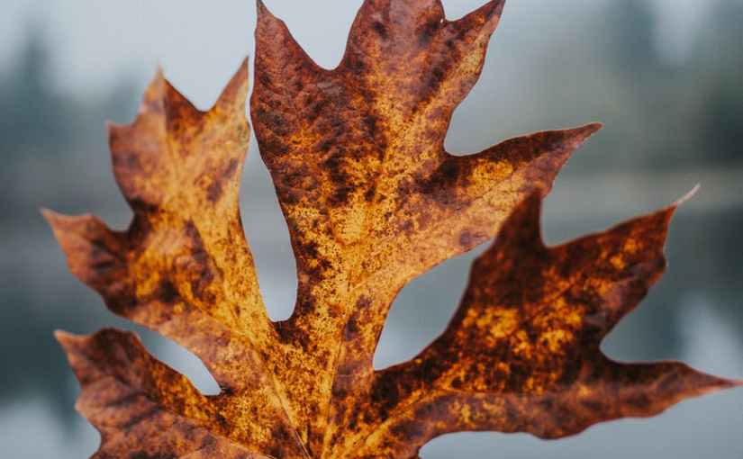 Fall Crafts Link&nbsp;Share