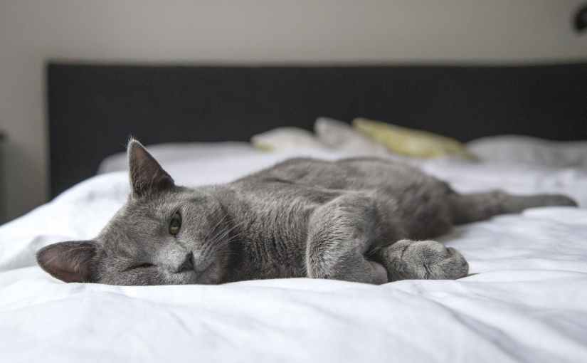 Did You Know? Pet Harmful&nbsp;Plants